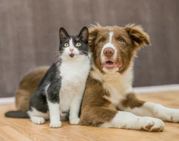 cachorro e gato posando para a foto